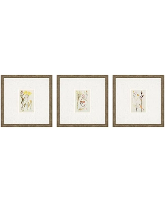 Antique-Like Botanical Ii Framed Art, Set of 3