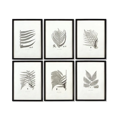 Framed Gray-Tone Fern Prints Set of 6