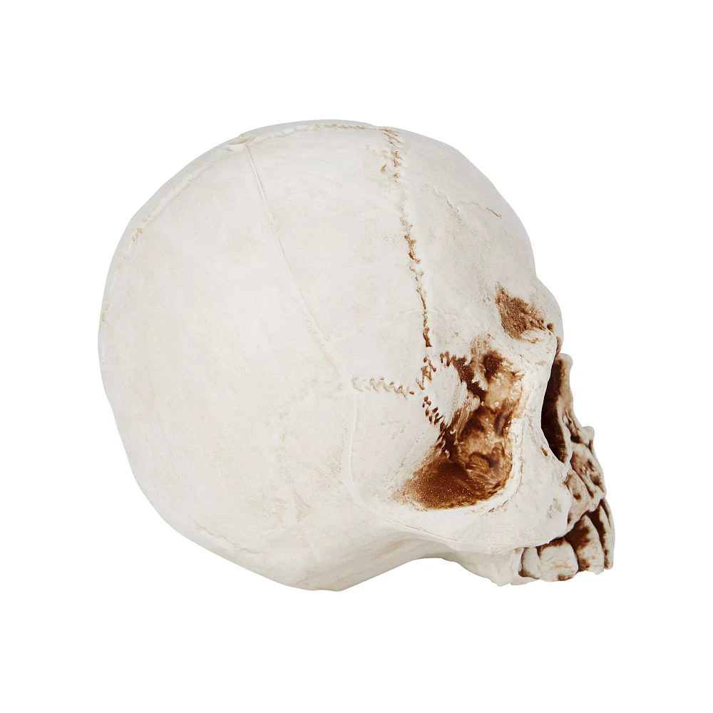 Jawless Skull