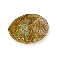 Abalone Shell Smudge Bowl