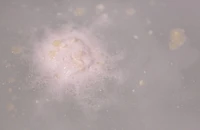 Butterball Bath Bomb