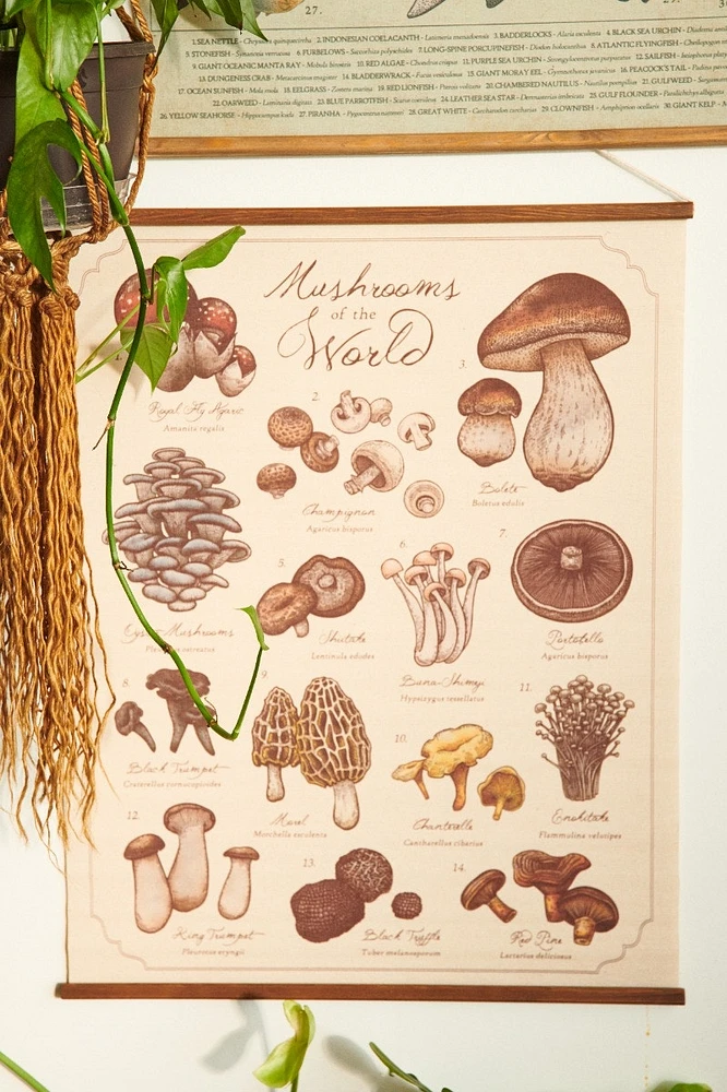 Mushrooms of the World Wall Hanging (EB Exclusive)