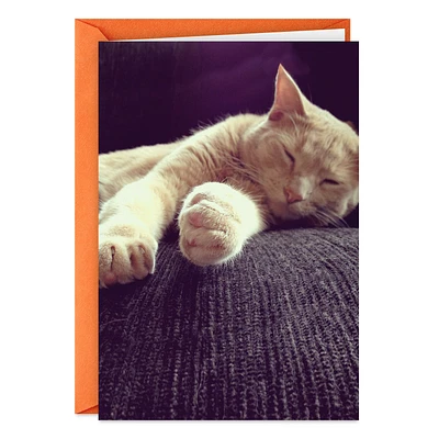 Celebrate Like a Cat Funny Birthday Card for only USD 3.99 | Hallmark