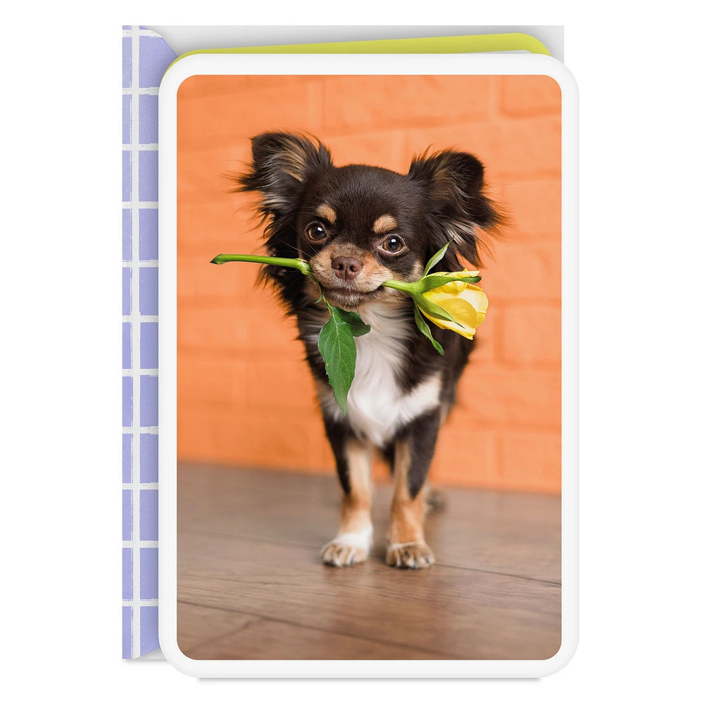Chihuahua Dog With Flower Blank Card for only USD 2.99 | Hallmark