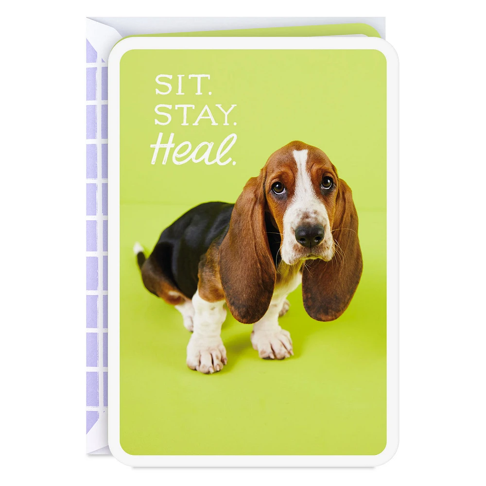 Sit, Stay, Heal Get Well Card for only USD 2.99 | Hallmark