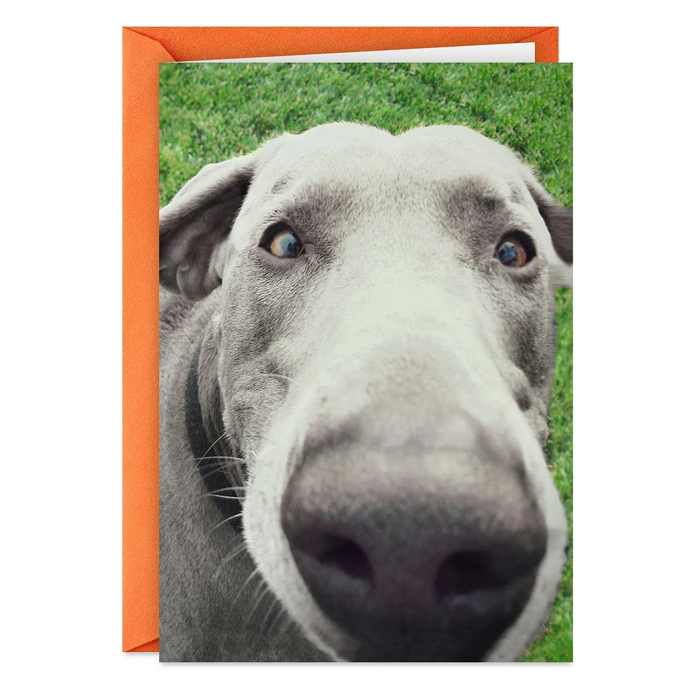 You Don't Smell Old Funny Birthday Card for only USD 3.99 | Hallmark