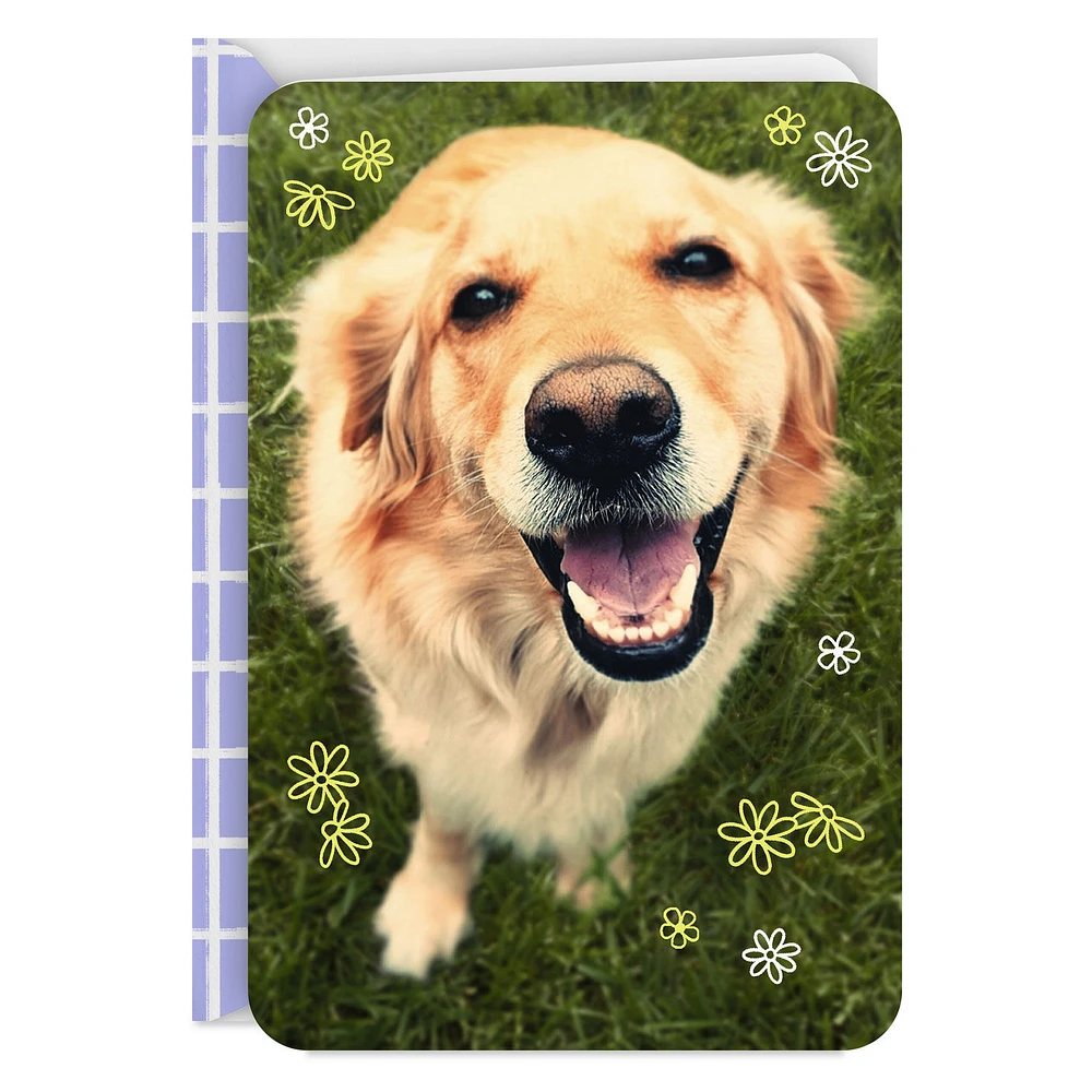 Smiling Dog Blank Card for only USD 2.99 | Hallmark