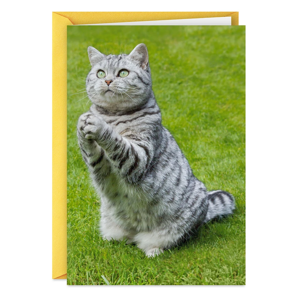 Even Cats Care Funny Get Well Card for only USD 3.99 | Hallmark