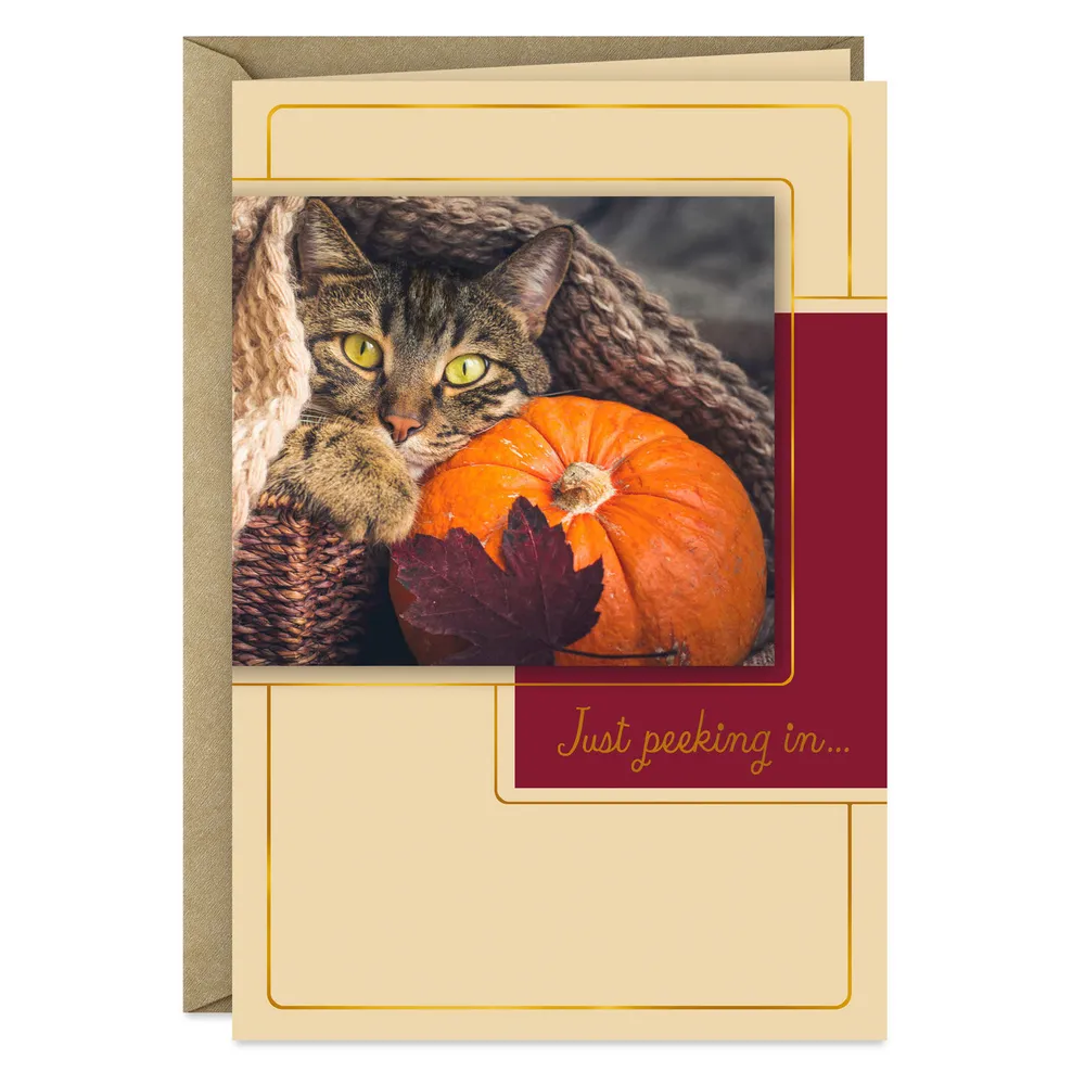 Just Peeking In Cat and Pumpkin Thanksgiving Card for only USD 0.99 | Hallmark