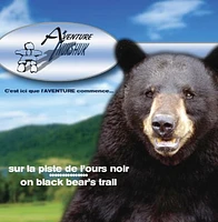 BLACK BEARS OBSERVATION