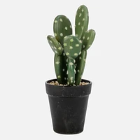 Green Cactus In Black Pot