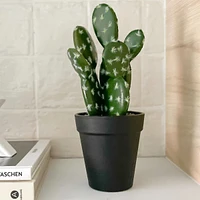 Green Cactus In Black Pot