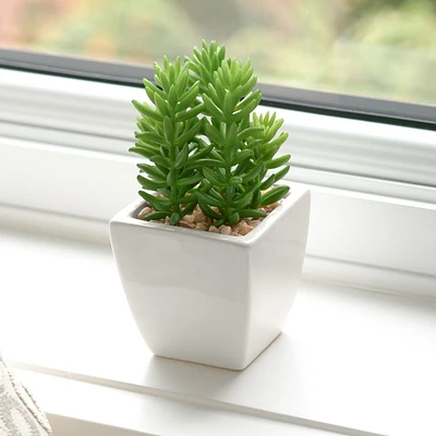 Jellybean Mini Faux Succulent Plant by Torre & Tagus