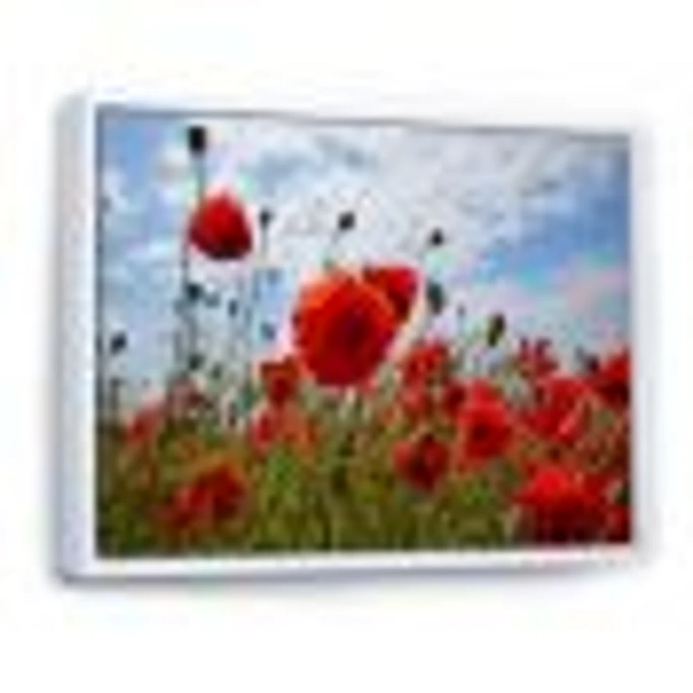 Bright Red Poppy Flowers Photo Artwork on Canvas