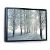 Winter Trees Backlit by Morning Sun  Wall Art
