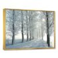 Winter Trees Backlit by Morning Sun  Wall Art