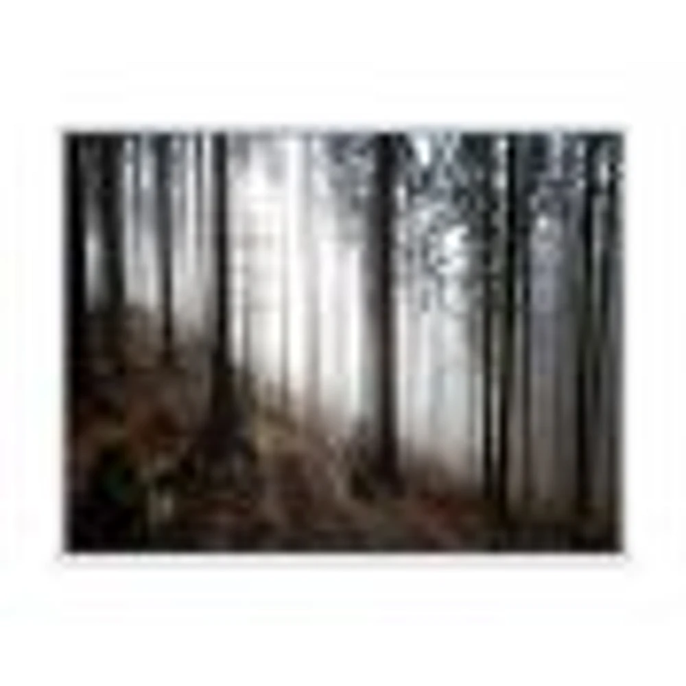 Misty Forest Morning Panorama  Wall Art