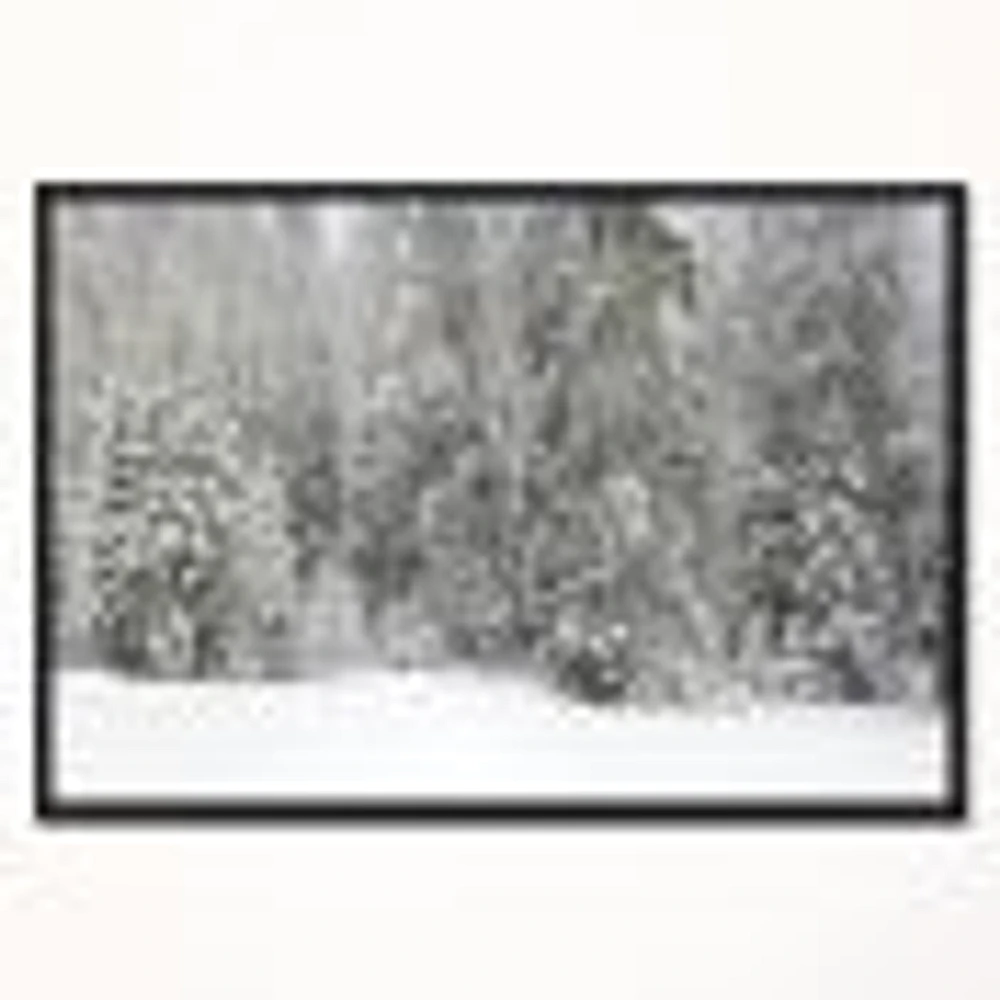 Foggy Winter Forest Panorama  Wall Art