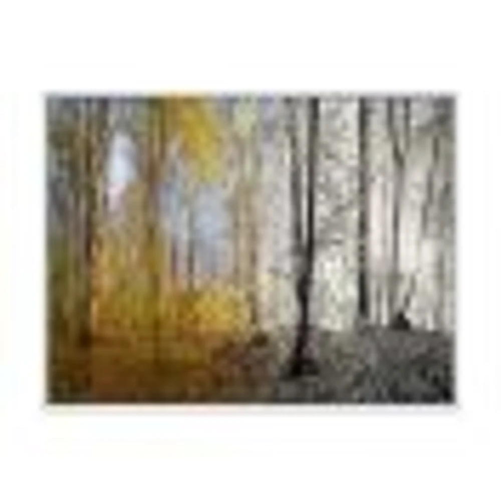 Morning Forest Panorama Canvas Art Print