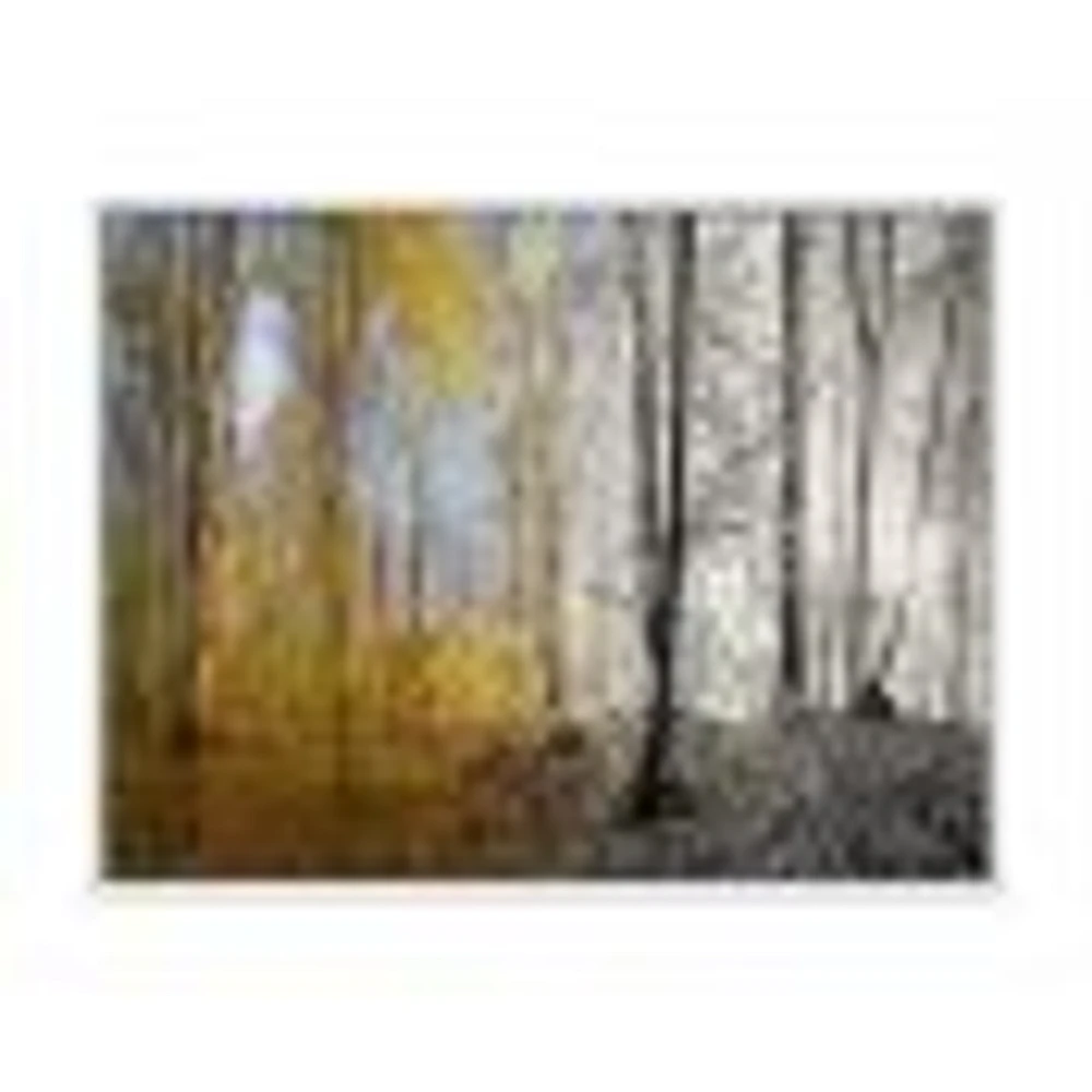Morning Forest Panorama Canvas Art Print