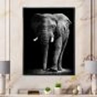 African Elephant Black Background  Wall Art