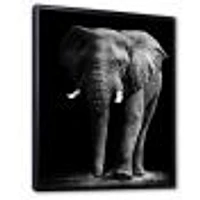 African Elephant Black Background  Wall Art