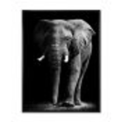 African Elephant Black Background  Wall Art