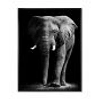 African Elephant Black Background  Wall Art