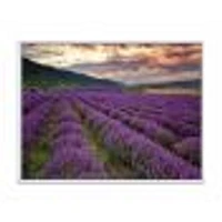 Lavender Field At Dawn I  Wall Art