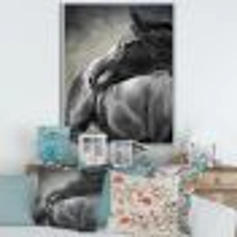 Portrait of A Black Horse  Canvas Wall Art Print