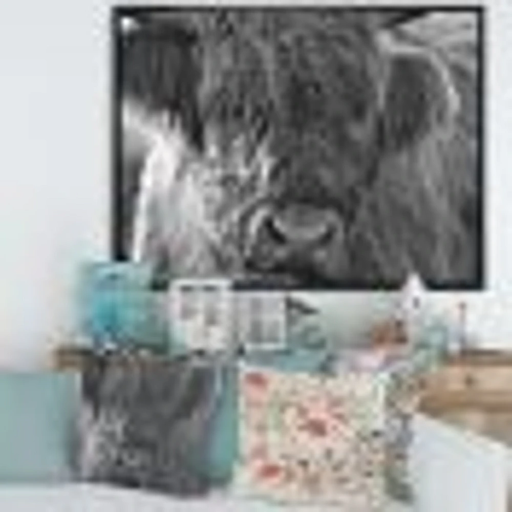 Toile imprimée « Scottish Highland Cows Living on Moorland »