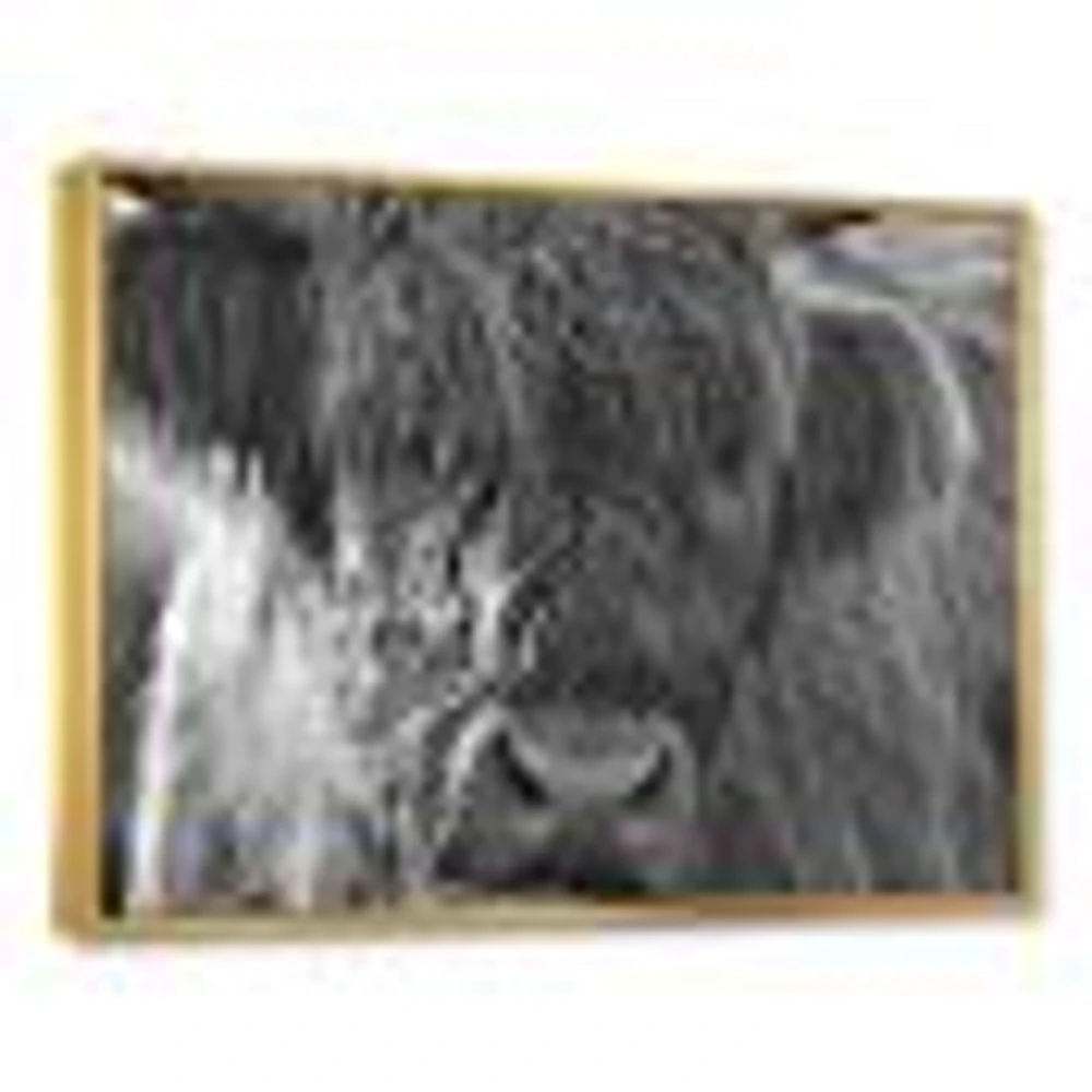 Toile imprimée « Scottish Highland Cows Living on Moorland »