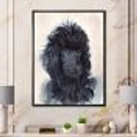 Portrait of The Black Poodle Puppy with Curly Coat  Canvas Wall Art Print