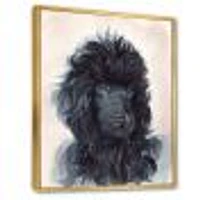 Portrait of The Black Poodle Puppy with Curly Coat  Canvas Wall Art Print