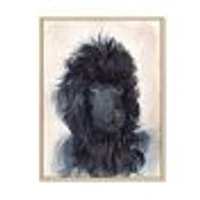 Portrait of The Black Poodle Puppy with Curly Coat  Canvas Wall Art Print