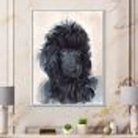 Portrait of The Black Poodle Puppy with Curly Coat  Canvas Wall Art Print