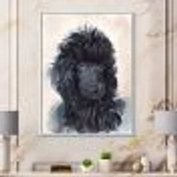 Portrait of The Black Poodle Puppy with Curly Coat  Canvas Wall Art Print