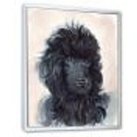 Portrait of The Black Poodle Puppy with Curly Coat  Canvas Wall Art Print