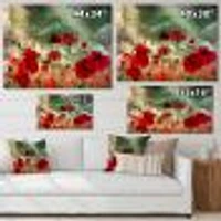 Wild Red Poppy Flowers Sky  Canvas Art Print