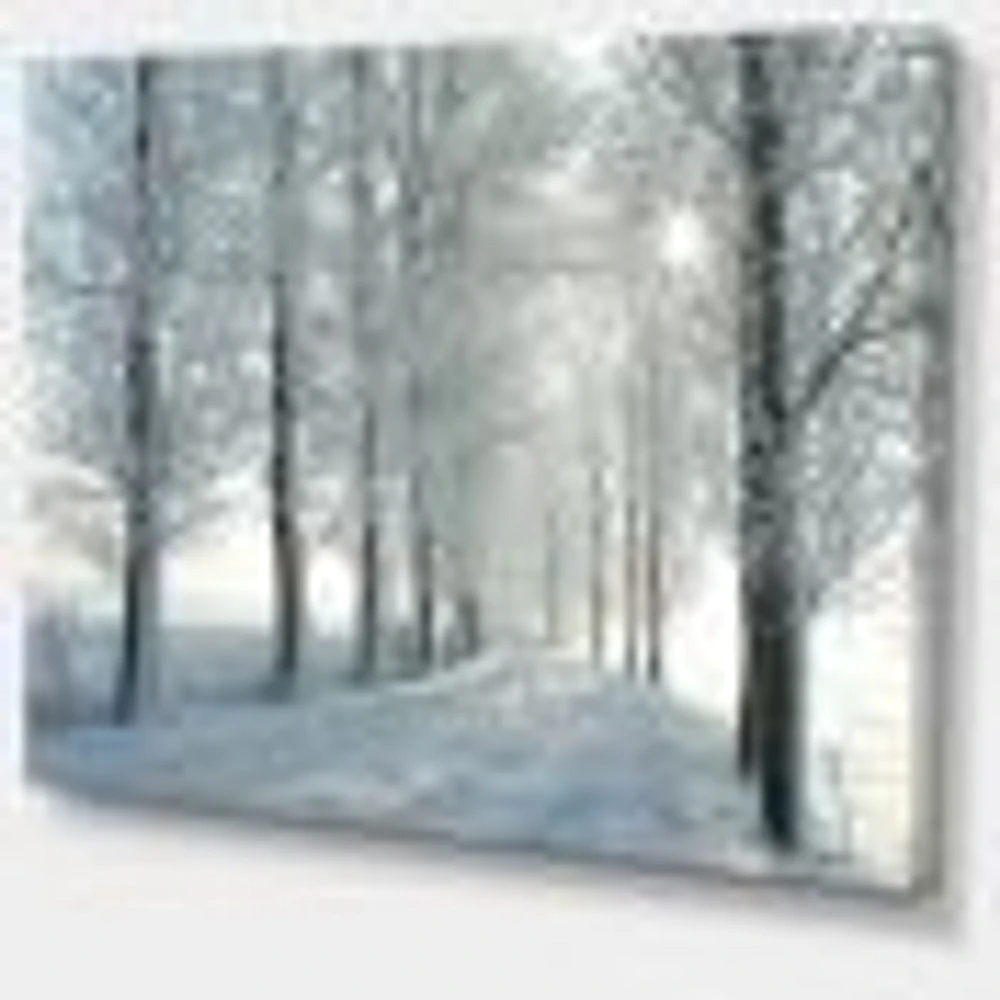 Winter Trees Backlit by Morning Sun  Wall Art