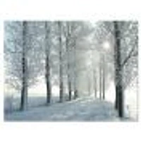 Winter Trees Backlit by Morning Sun  Wall Art