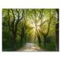 Evening Green Forest  Canvas Art Print