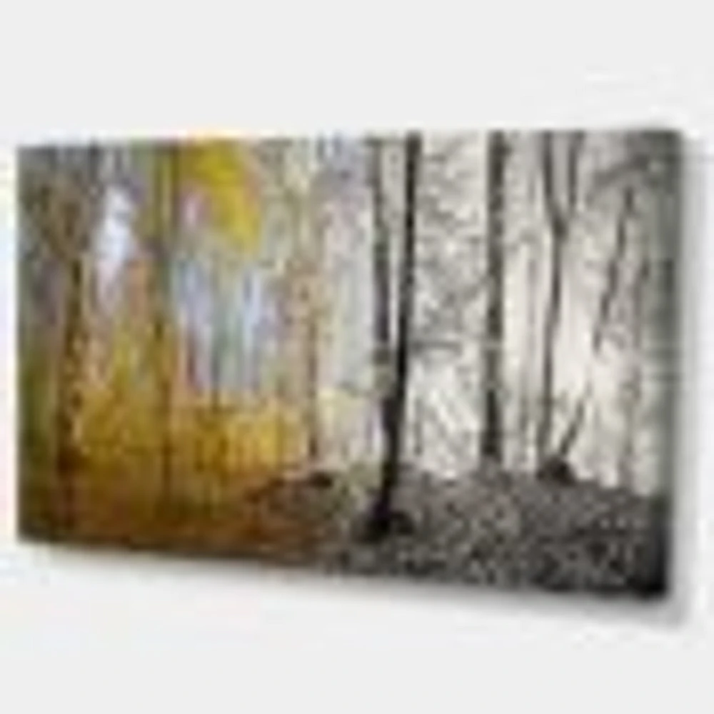 Morning Forest Panorama Canvas Art Print