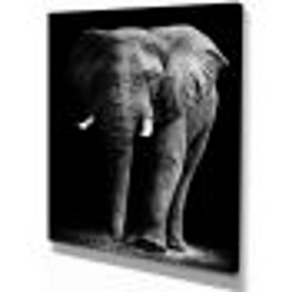 African Elephant Black Background  Wall Art