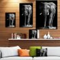 African Elephant Black Background  Wall Art