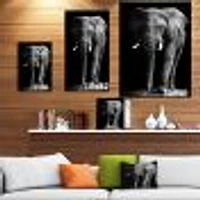 African Elephant Black Background  Wall Art