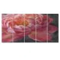Vivid Pink Peonies I Canvas Wall Art