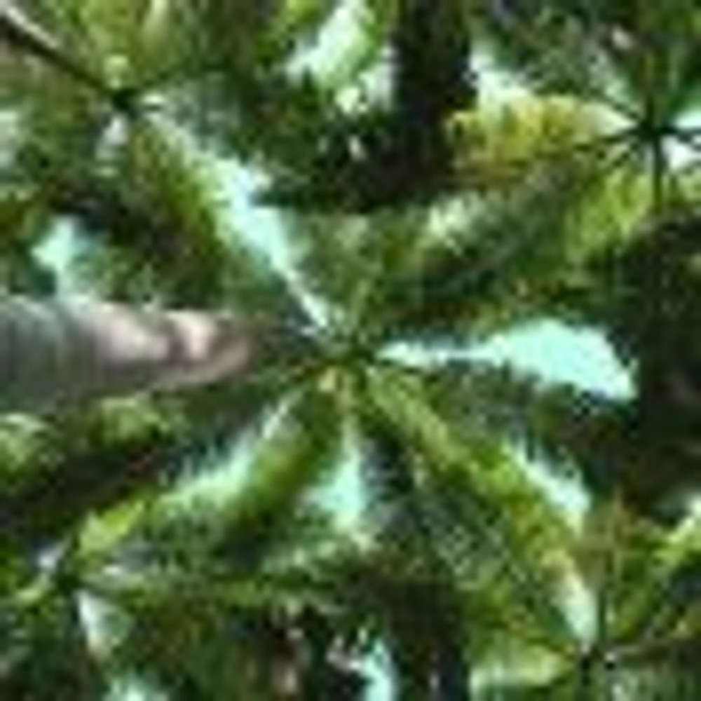 Tropical Scene Wallpaper Mural