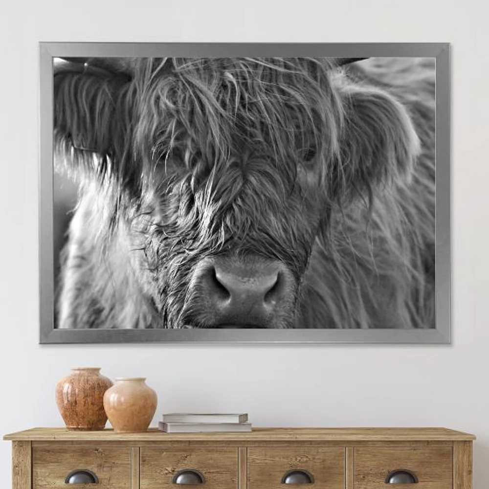 Toile imprimée « Scottish Highland Cows Living on Moorland »