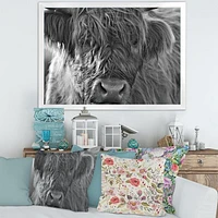 Toile imprimée « Scottish Highland Cows Living on Moorland »